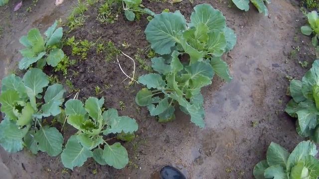 выращивание капусты казачок дача под Архангельском смотреть онлайн