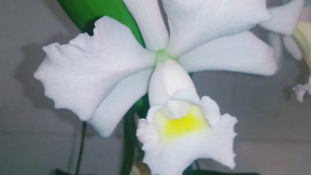 orquídea cattleya hawaiian wedding song... cattleya alba maravilhosa смотреть онлайн