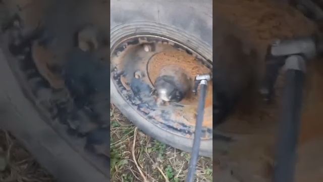 Вывозим ботву из огорода #семья #дом #осень2023 #мотоблок #природа #уборкаучастка смотреть онлайн