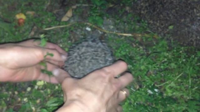 Мама ежиха и ежёнок смотреть онлайн