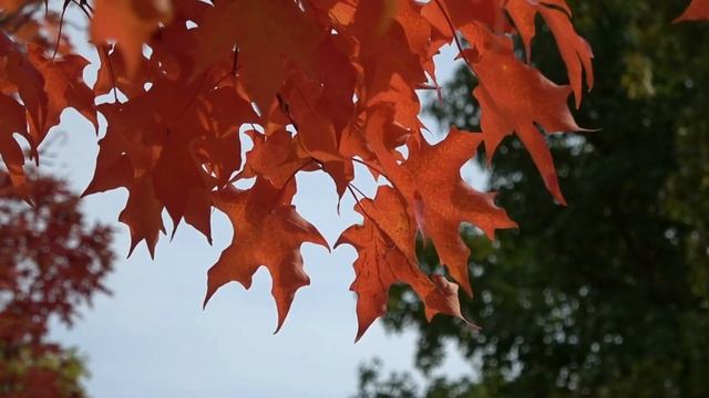 Цените тех, кто любит вас. Не обижайте их. Какими вы останетесь в их памяти? смотреть онлайн