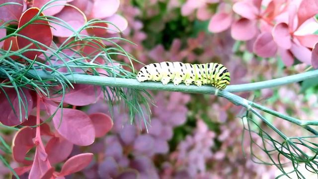 Красивая гусеница или злостный вредитель смотреть онлайн