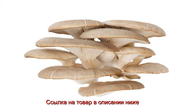 Домашняя Грибница Лисички, Отзывы, Цена, Купить, Грибы Дома, Украина, Россия, Казахстан смотреть онлайн