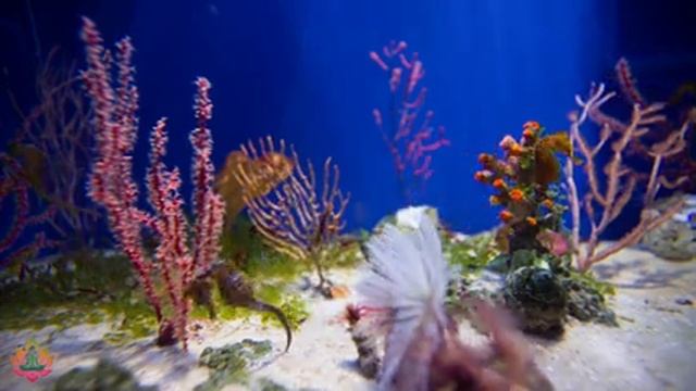 Нежная Музыка для Здоровья и успокаивает нервную систему - Расслабляющая музыка радует душу #34 смотреть онлайн