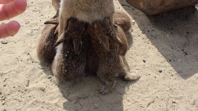Зайчиха кормит зайчат. Пуша и приёмыши смотреть онлайн