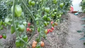 Томаты "ОКС ДЕСЕРТ" и "ФУДЗИЯМА"