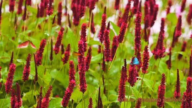 Горец обыкновенный Ориндж ? обзор: как сажать, саженцы горца Ориндж смотреть онлайн