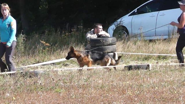 Юниоры. Суки 4 (Восточное закрытие сезона, 04.10.14)