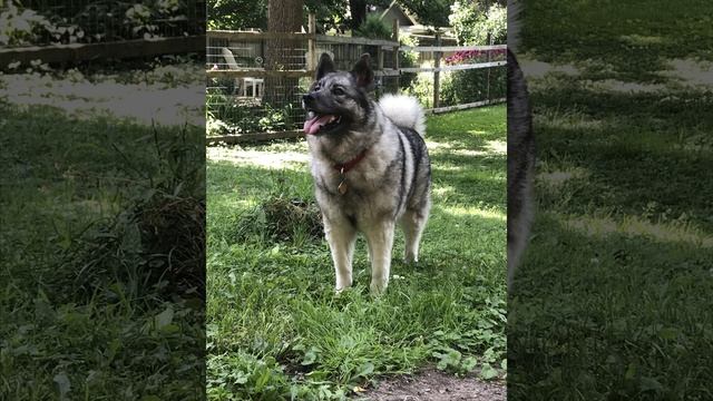 Norwegian Elkhound смотреть онлайн