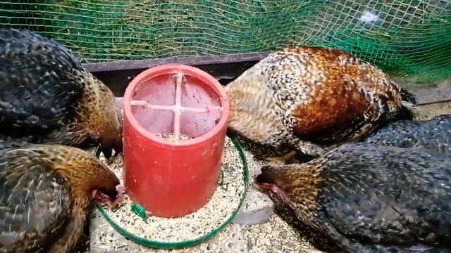 Порода кур Билефельдер / Нужны ли вам такие куры? / Мой личный опыт в содержании породы