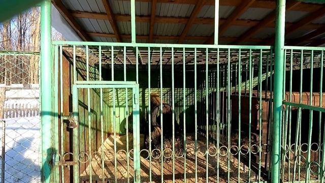 Новочебоксарский зоопарк. Ельниковская Роща. смотреть онлайн