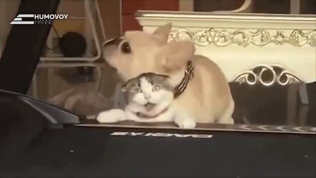 КОТОПЕС-КОТОПЕС