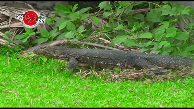 গুইসাপ | Monitor Lizard | Modern Day Dragon | বাংলার গুইসাপ смотреть онлайн