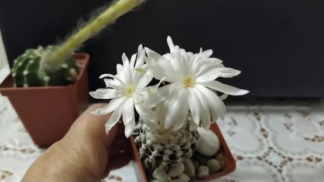 Кактусы. Цветение в ночь на 11 сентября... смотреть онлайн