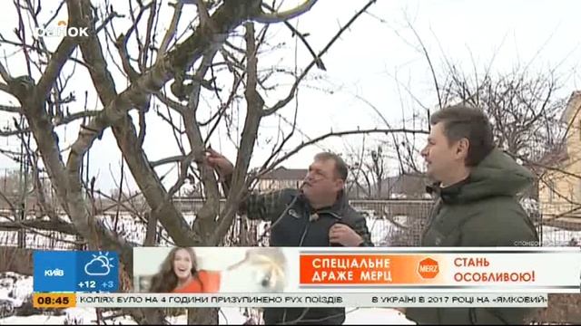 Как правильно обрезать деревья - Советы экспертов смотреть онлайн