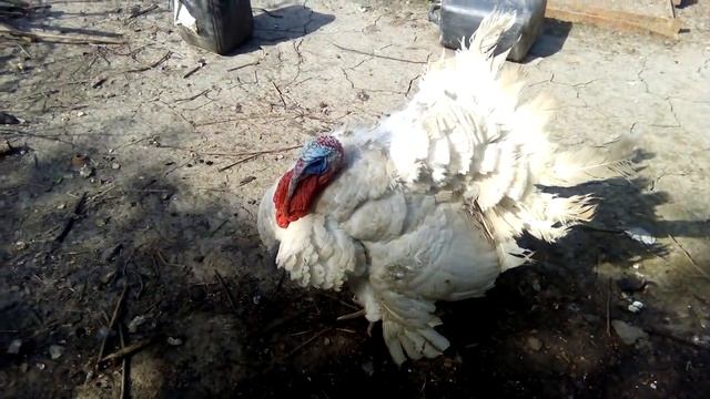 Индюшка вывела индюшат смотреть онлайн