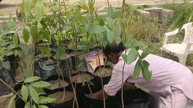 Swietenia Mahagoni, Commonly Known As American Mahogany,(April 2019)