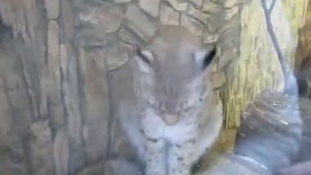 Рысь Линда лапой умывается, как домашняя кошка смотреть онлайн
