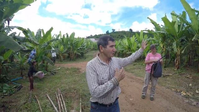 Banana seedlings / Саженцы бананов смотреть онлайн