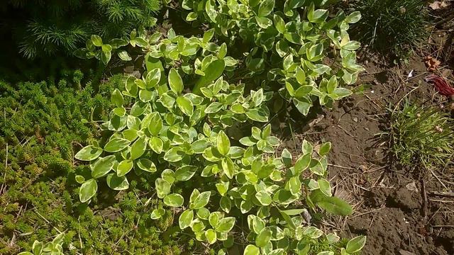 О тревоге, тишине, барвинке и не только... смотреть онлайн