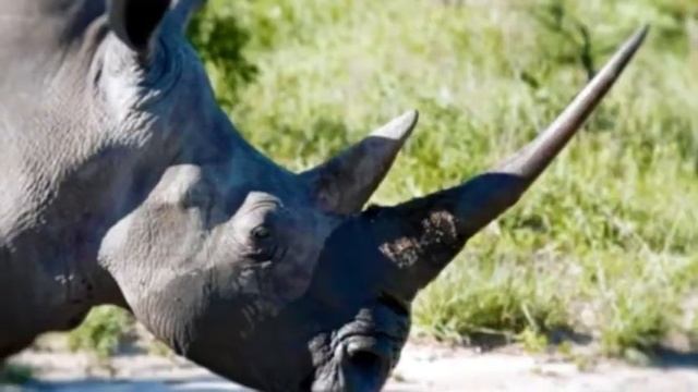 НОСОРОГ ИНТЕРЕСНЫЕ ФАКТЫ смотреть онлайн