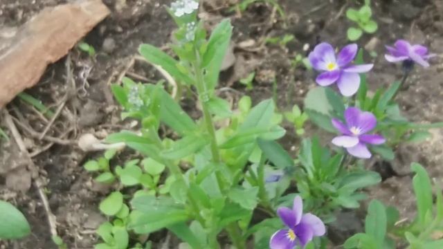 Делаю клумбу неприрывного цветения в ограде. Какие цветы посадила в тени, северная сторона. смотреть онлайн