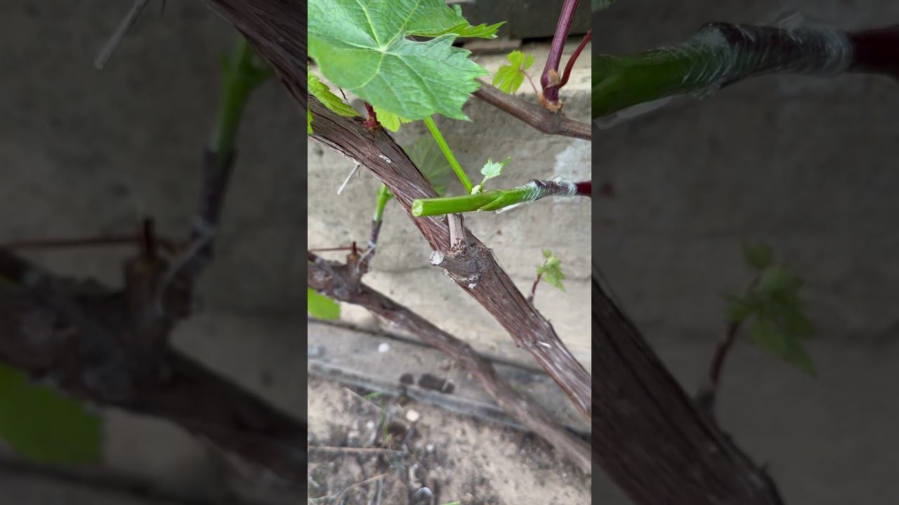 Начало сезона прививок на винограде . Зеленое в зеленое. смотреть онлайн