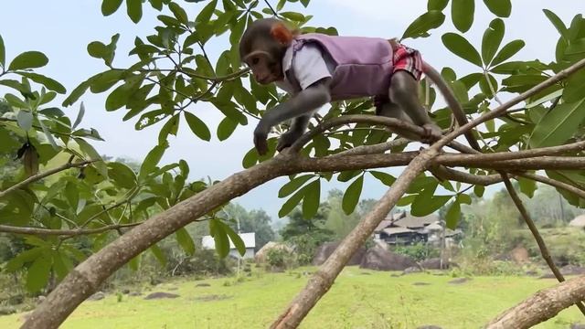 Smart Bim Bim Harvests Fruit For BBQ With Baby Monkey Obi