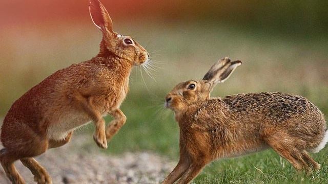 Звук зайца: какой звук издаёт заяц? Голос зайца смотреть онлайн
