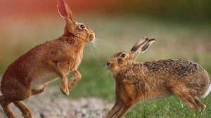 Звук зайца: какой звук издаёт заяц? Голос зайца