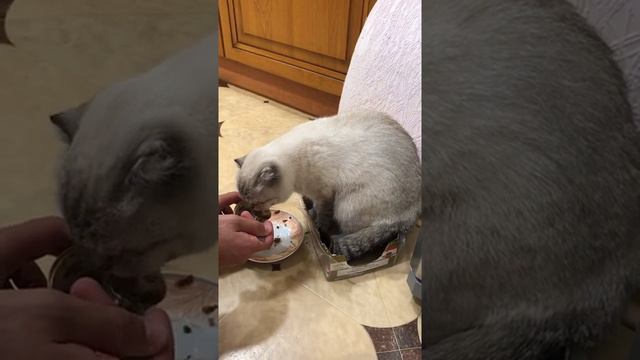 А как кушает Ваш Котенок // Смешные подборки с животными #Котенок смотреть онлайн
