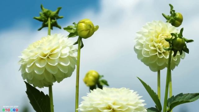 "ДОРОГА В НЕБЕСА" Три месяца я слушала только эту музыку... Слушайте и прочувствуйте эти мелодии!#1 смотреть онлайн