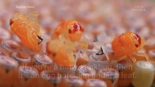 Award-Winning Footage Of The Microsopic World Around Us смотреть онлайн