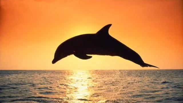 Fascinated by Seagulls, Dolphins and other mythological creatures смотреть онлайн