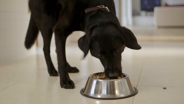 Корм для собак ProPlan -- специалисты рекомендуют