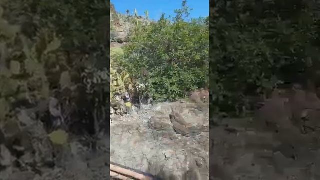 АЛОЭ ВЕРА ЦВЕТЁТ ? смотреть онлайн