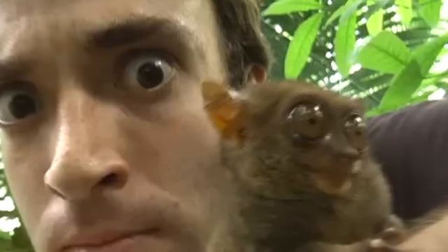 My Pet Monkey - Philippine Tarsier, Smallest In The World!
