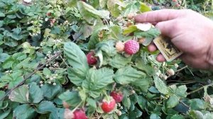 Ремонтантная малина Геракл. Обзор плодоношения.
