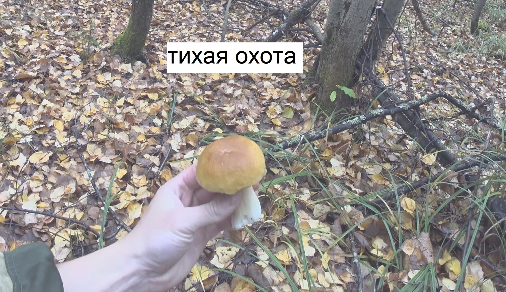 Грибы. Тихая охота. Нарезка с осени смотреть онлайн