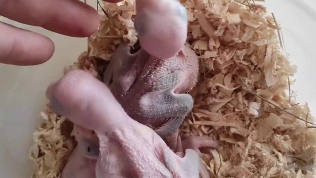 Александрийский попугай. 14, 12 и 10 дней смотреть онлайн