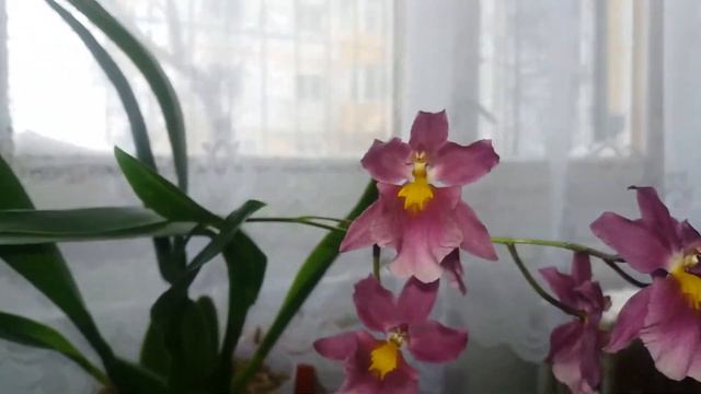 Aliceara Tahitian Dancer from Rachel (Gardening at Douentza) in full bloom!! смотреть онлайн