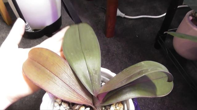 Phalaenopsis Spike Hunt // Winter update ❄️ смотреть онлайн