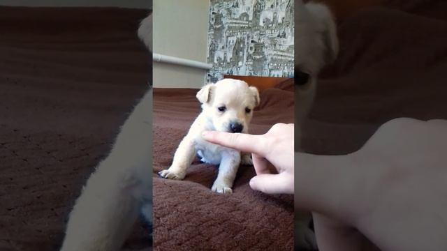КУСЬ! ЩЕНОК КУСАЕТСЯ, ПОТОМУ ЧТО - РЕЖУТСЯ ЗУБКИ? ?❤? смотреть онлайн
