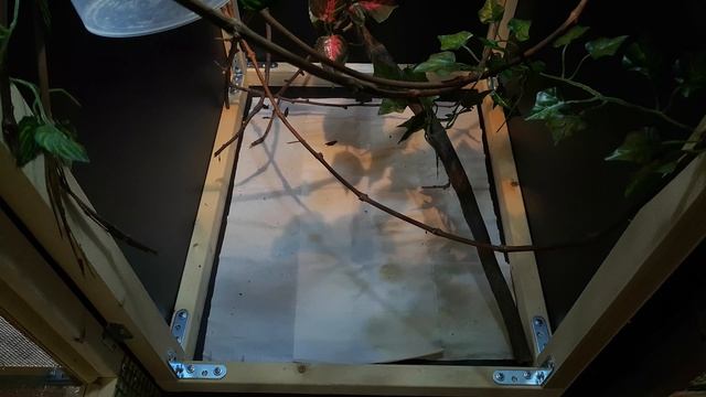 БЮДЖЕТНЫЙ КОМПРОМИССНЫЙ ГИБРИДНЫЙ ТЕРРАРИУМ СВОИМИ РУКАМИ смотреть онлайн