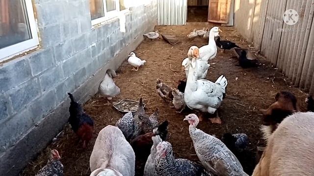 Куры которые несут цветные яйца смотреть онлайн
