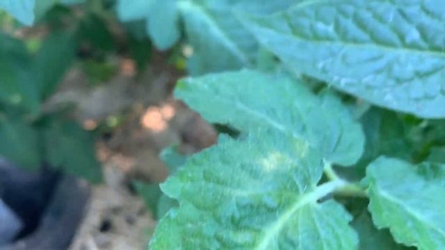 ЭКОНОМНЫЙ ПОЛИВ! ОГУРЦЫ И ПОМИДОРЫ, мой способ смотреть онлайн