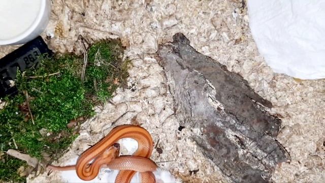 змея смешно ест мышь) смотреть онлайн