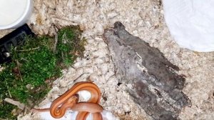 змея смешно ест мышь)