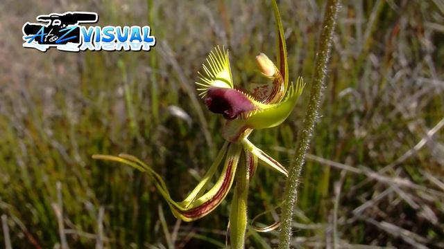 Butterfly Orchid смотреть онлайн