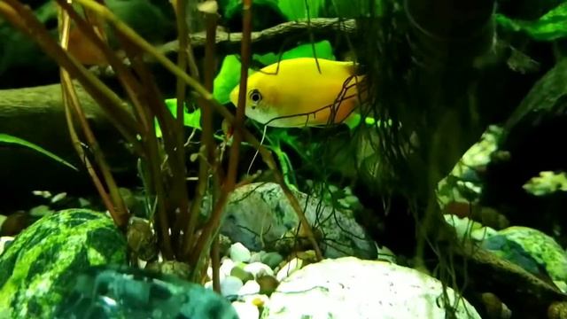 Красивые рыбки в аквариуме. смотреть онлайн